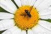 293477 – Photo : Daniel Ventard – France (71)